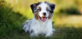 Maybe you would like to learn more about one of these? Mini Australian Shepherd The Complete Guide To The Miniature Aussie