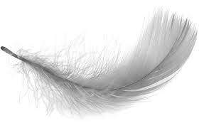 Image result for grey feather