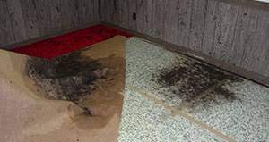 how to get mold out from carpet