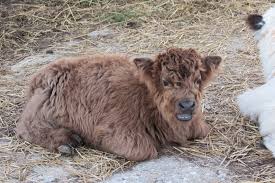 the ultimate guide to the mini highland cow