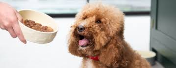 Purina pro plan is considered one of the most popular and best dog food brands for labradoodle. Our Best Dog Food Brands For Every Stage Need Purina