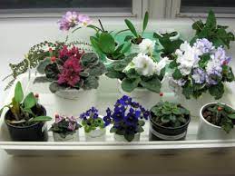 Check spelling or type a new query. After Repotting African Violets In Hydroponics