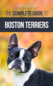 boston terriers ebook by vanessa richie