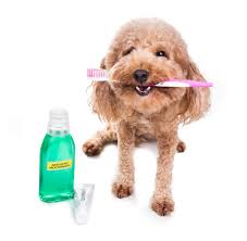 dog mouthwash helps reduce tartar