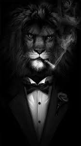 lion hd wallpapers top best hd lion