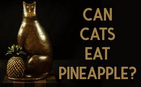 Finally, cats can love tuna to a fault. Can Cats Eat Pineapple Catwiki