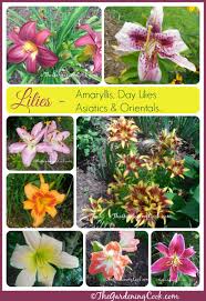 it s lily time varieties of lilies in