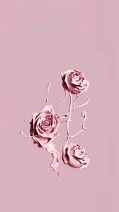 pink roses aesthetic pastel rose