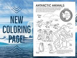 Flamingo coloring page penguin coloring pages family coloring pages horse coloring pages flower coloring pages coloring books kids coloring colouring penguin animals. Antarctic Animals Coloring Page By Sara Lynn Cramb On Dribbble