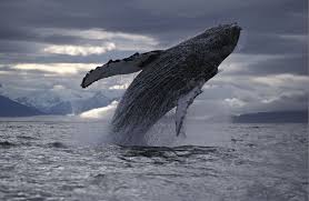 Image result for walvis
