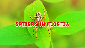 60 common spiders in florida pictures