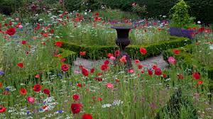 how to plant a wildflower meadow in