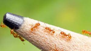 Quest-ce que la fourmi électrique et pourquoi elle nest pas la bienvenue  dans nos jardins ? | TF1 INFO