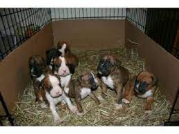American bulldog puppies after working with other breeders and kennels for several years, i decided it was time to. Boxer Puppies In Ohio