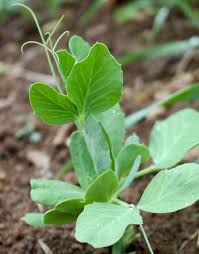 Unlike other varieties, which have to be shelled in order to extract the tender peas, sugar snaps can be the ideal ground temperature for sugar snap peas is around 45 °f (7 °c), but you're free to begin planting as soon as the soil has thawed enough to dig. Give Snap Peas A Chance