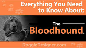 The Bloodhound A Complete Guide Doggie Designer