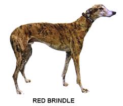 Greyhound Color Chart