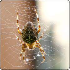 spiders commonly found in gardens and