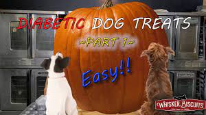 easy diy diabetic pumpkin dog treats