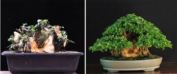 bougainvillea bonsai before after