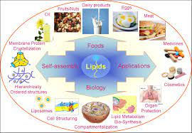 lipids meaning and 9 functions of lipids