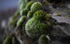 colonialism touched off by a moss bed