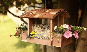 Best Bird Feeders For Your Backyard