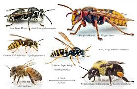 Nice Chart Honey Bee Facts Bee Wasp Hornet Honey Bee Swarm
