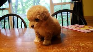 micro teacup poodle puppy