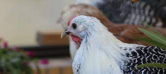 Pourquoi les poules mangent leurs œufs ? - Magalli