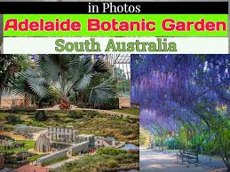 mamasyal sa adelaide botanic garden