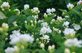 jasmine flowers pave way to prosperity