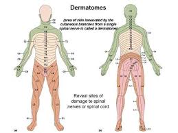 Dermatomes And Myotomes Jasonkellyphoto Co