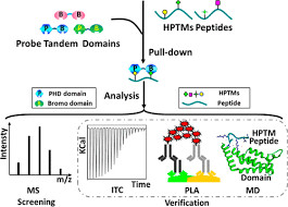 They can extend the chemical repertoire of. An Integrated Approach For Combinatorial Readout Of Dual Histone Modifications By Epigenetic Tandem Domains Analytical Chemistry X Mol