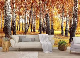 Autumn Birch Forest Wallpaper Mural