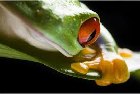 Enter your email address to receive alerts when we have new listings available for tree frogs for sale uk. Red Eyed Tree Frog Wild Republic