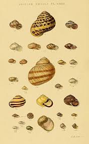 List Of Non Marine Molluscs Of Great Britain Wikipedia