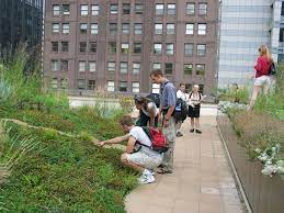 How The Chicago City Hall Green Roof Is