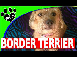 meet maisy the y border terrier