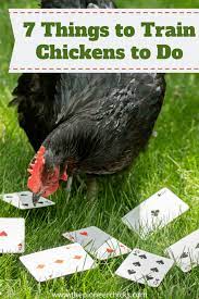 You should have an expression that signals to the bird that they did something correct and you can give them a treat. 7 Things To Train Chickens To Do The Pioneer Chicks