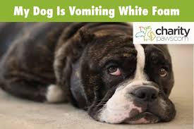 dog vomiting white foam 7 possible
