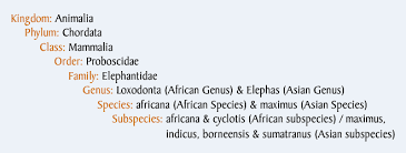 Scientific Classification Of Elephants Elephant Country
