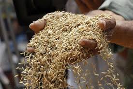 Image result for punjab rice farming problems