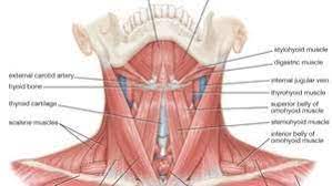 If the tightness goes unchecked, it can lead to neck pain and cause. Sternocleidomastoid Muscle Anatomy Britannica