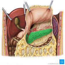 Kidney pain (location, symptoms, relief) see a medical illustration of the kidney plus entire medical gallery of human anatomy and physiology see images. Pancreas Anatomy Functions Blood Supply Innervation Kenhub