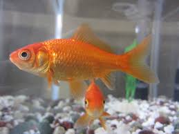 Common Goldfish Wikipedia