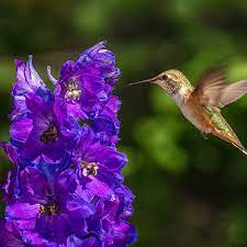 Erfly Hummingbird Wildflower Seed Mix 1 4 Lb Bulk Sizes