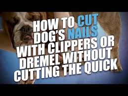 how to cut dog s nails with clippers or