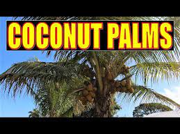 coconut palms south florida native
