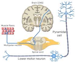 lower motor neurons definition
